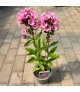 Phlox paniculata 'Bright Eyes' - Bugás lángvirág