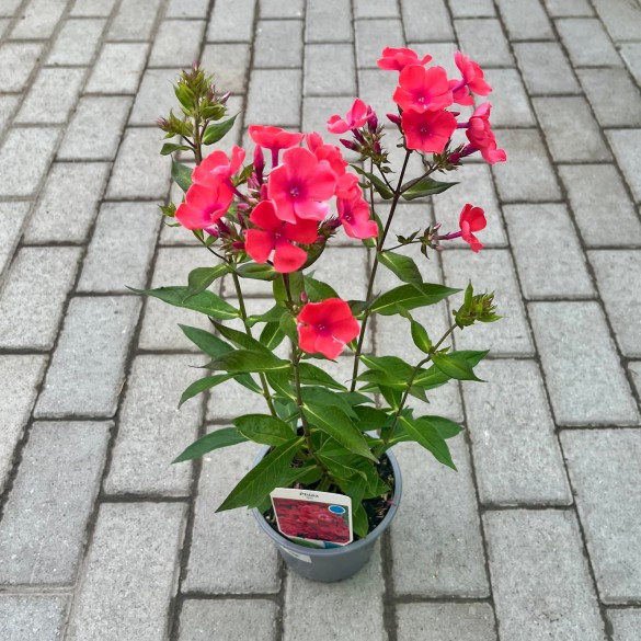 Phlox paniculata 'Spitfire' - Lángvirág