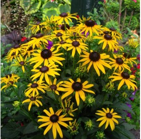 Rudbeckia 'Little Goldstar' - Pompás kúpvirág