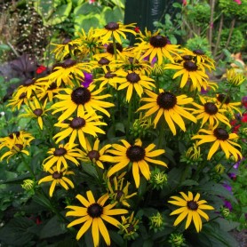 Rudbeckia 'Little Goldstar' - Pompás kúpvirág