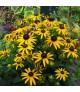 Rudbeckia 'Little Goldstar' - Pompás kúpvirág