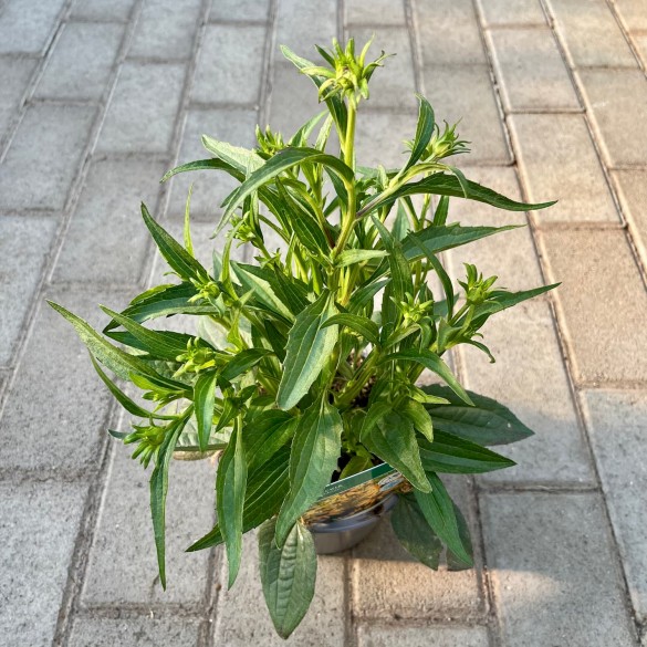Rudbeckia 'Little Goldstar' - Pompás kúpvirág