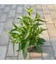 Rudbeckia 'Little Goldstar' - Pompás kúpvirág