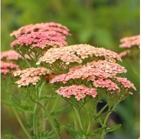 Achillea 'Lachsschönheit' - Cickafark