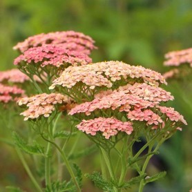 Achillea 'Lachsschönheit' - Cickafark