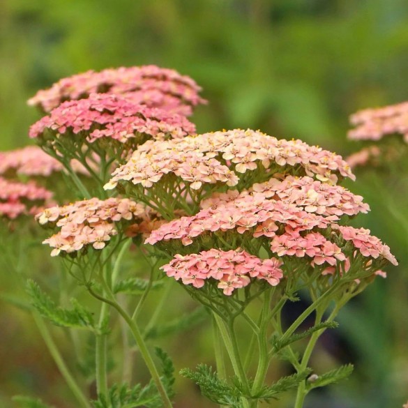 Achillea 'Lachsschönheit' - Cickafark