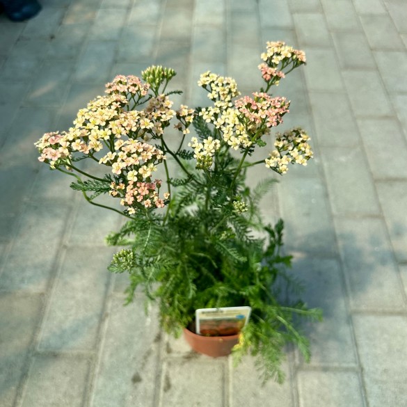 Achillea 'Lachsschönheit' - Cickafark