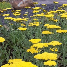 Achillea 'Little Moonshine' - Cickafark
