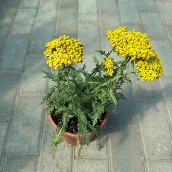 Achillea 'Little Moonshine' - Cickafark