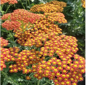 Achillea Sassy Summer 'Sunset' - Cickafark