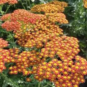 Achillea Sassy Summer 'Sunset' - Cickafark