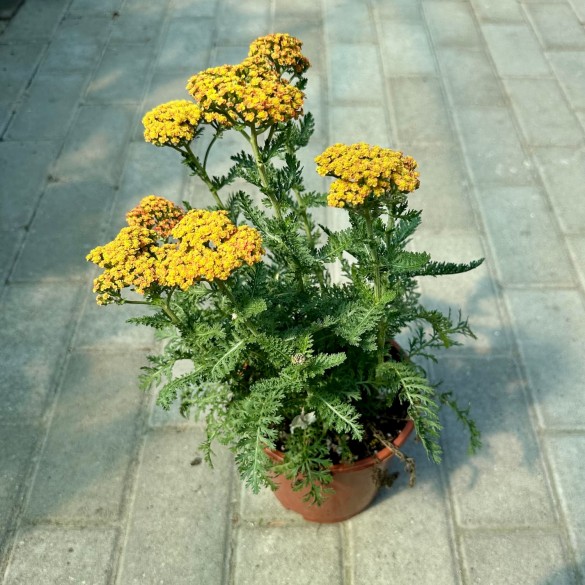 Achillea Sassy Summer 'Sunset' - Cickafark