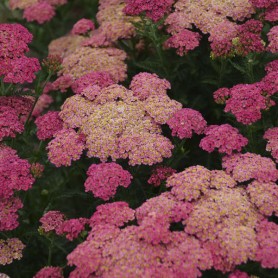 Achillea Sassy Summer 'Taffy' - Cickafark