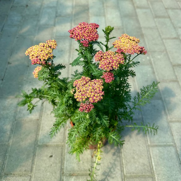 Achillea Sassy Summer 'Taffy' - Cickafark