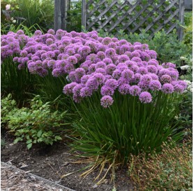 Allium 'Millenium' - Díszhagyma