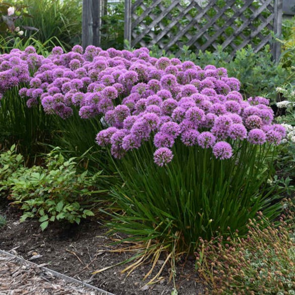 Allium 'Millenium' - Díszhagyma