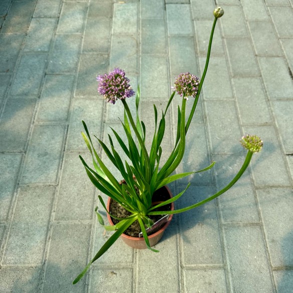 Allium 'Millenium' - Díszhagyma
