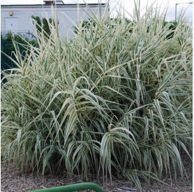 Arundo donax 'Variegata' - Tarkalevelű olasznád