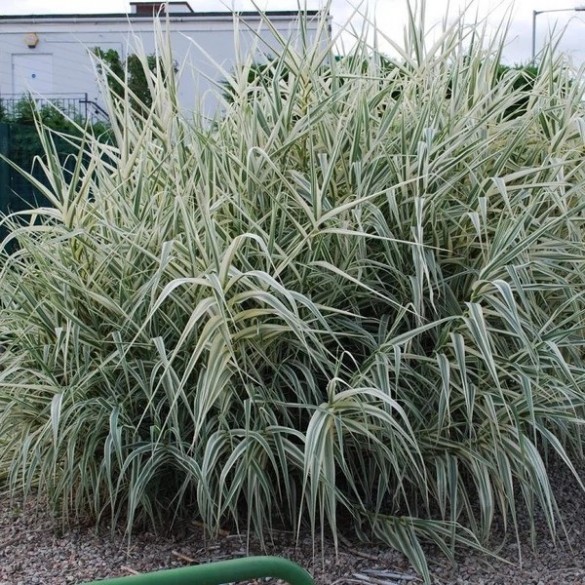 Arundo donax 'Variegata' - Tarkalevelű olasznád