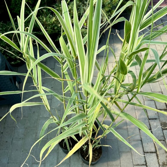 Arundo donax 'Variegata' - Tarkalevelű olasznád