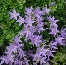Campanula 'Blue Waterfall' - Harangvirág