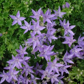 Campanula 'Blue Waterfall' - Harangvirág
