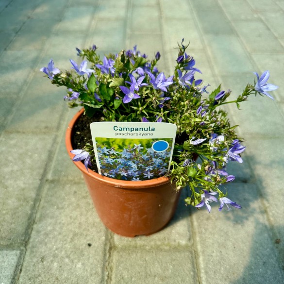 Campanula 'Blue Waterfall' - Harangvirág