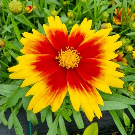 Coreopsis 'Solar Jewel' - Menyecskeszem