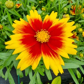 Coreopsis 'Solar Jewel' - Menyecskeszem