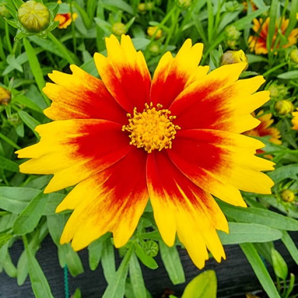 Coreopsis 'Solar Jewel' - Menyecskeszem