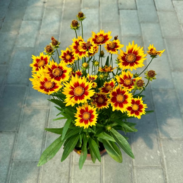 Coreopsis 'Solar Jewel' - Menyecskeszem