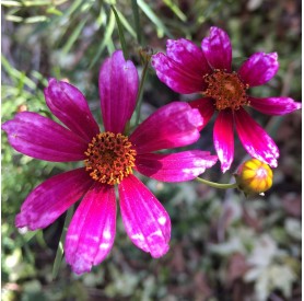 Coreopsis 'Show Stopper' - Menyecskeszem