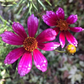 Coreopsis 'Show Stopper' - Menyecskeszem