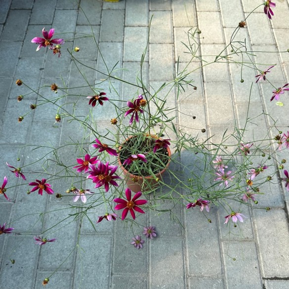 Coreopsis 'Show Stopper' - Menyecskeszem