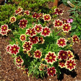 Coreopsis 'Solar Fancy' - Menyecskeszem