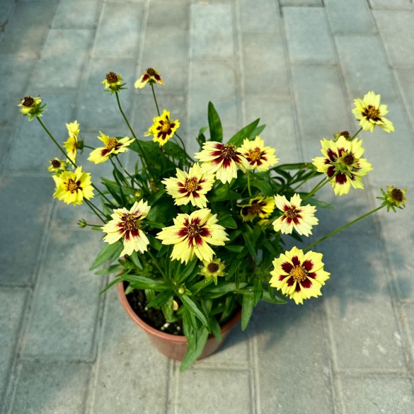 Coreopsis 'Solar Fancy' - Menyecskeszem