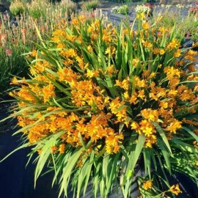 Crocosmia 'Nova Gold Dust' - Sáfrányfű