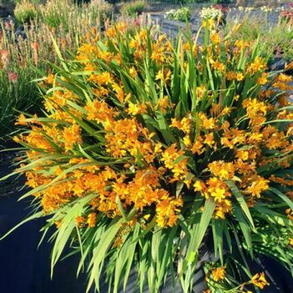 Crocosmia 'Nova Gold Dust' - Sáfrányfű