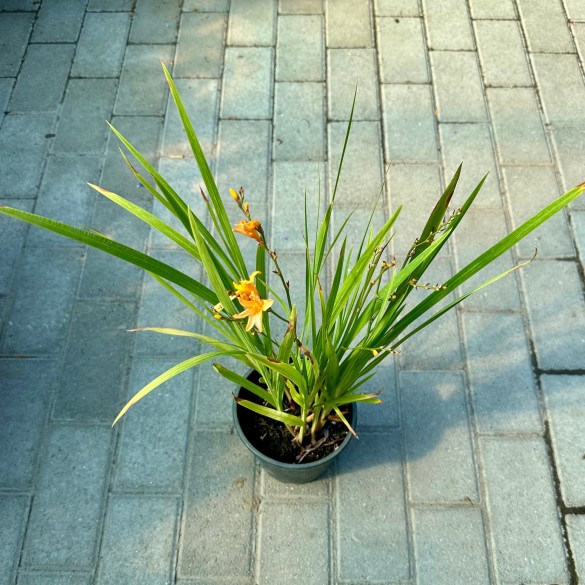 Crocosmia 'Nova Gold Dust' - Sáfrányfű