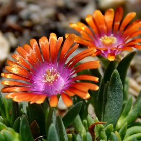 Delosperma 'Fire Spinner' - Kristályvirág