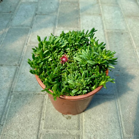 Delosperma 'Fire Spinner' - Kristályvirág