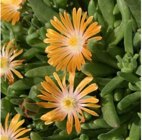 Delosperma 'Orange Crush' - Kristályvirág