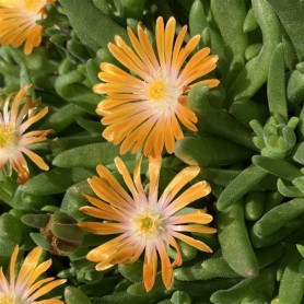 Delosperma 'Orange Crush' - Kristályvirág