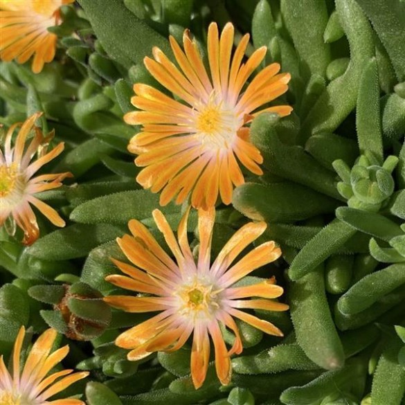 Delosperma 'Orange Crush' - Kristályvirág