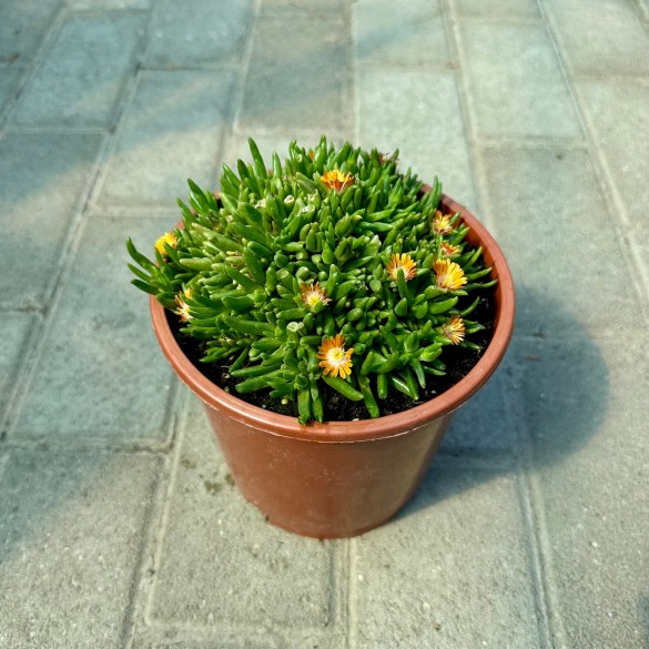 Delosperma 'Orange Crush' - Kristályvirág