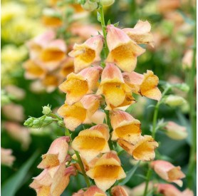 Digitalis grandiflora 'Goldcrest' - Gyűszűvirág