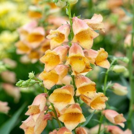 Digitalis grandiflora 'Goldcrest' - Gyűszűvirág