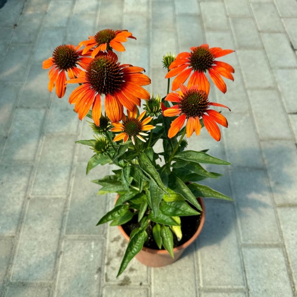 Echinacea 'Lakota Orange' - Kasvirág