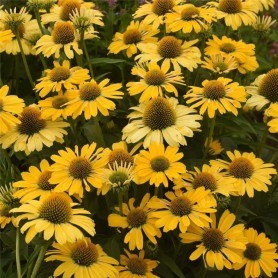 Echinacea 'Lakota Yellow' - Kasvirág