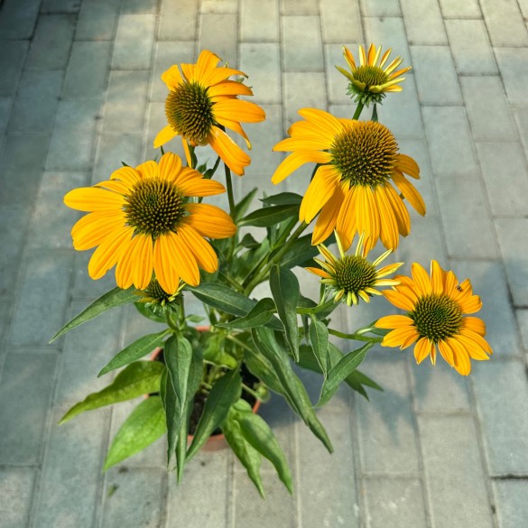 Echinacea 'Lakota Yellow' - Kasvirág